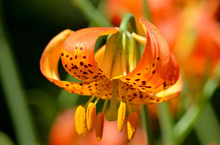 Tiger Lily in forestの写真素材