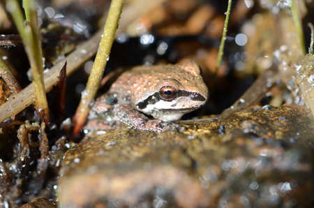 gold frogの写真素材