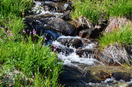 Flowers And Grass Along Small Creek