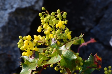 Yellow Flowers On Oregon Grapeの写真素材