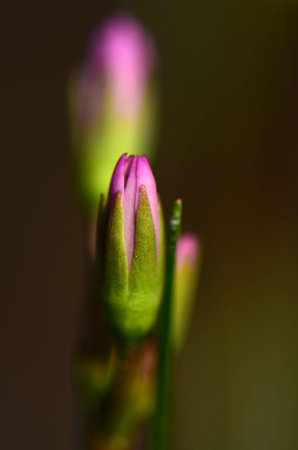 Shooting Star Flower Budの写真素材