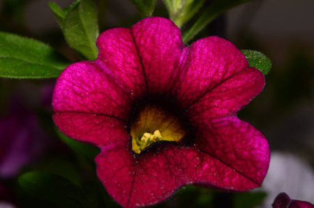 Beautiful Red And Yellow Flowerの写真素材