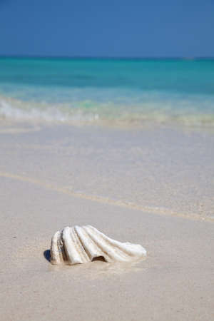 White mussel on an exotic beach