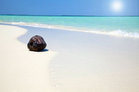 Coconut on a tropical beachの写真素材