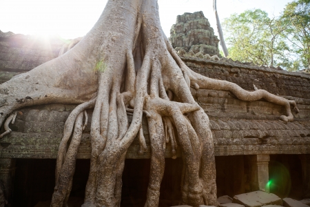 Ta Prohm Temple consumed by the jungle in Angkor, Cambodiaの写真素材