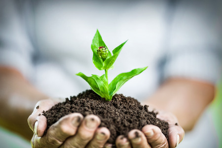 Gardening concept. Old woman holding a new plant in her handsの写真素材
