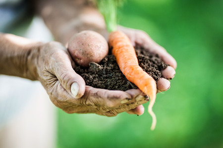 Elderly woman holding fresh crop from garden in her handsの写真素材