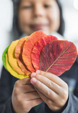Young child holding a selection of colorful leavesの写真素材