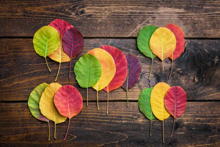 Selection of beautiful and colorful autunm leavesの写真素材