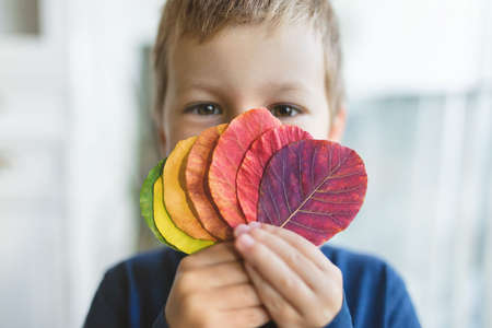 Young child holding a selection of colorful leavesの写真素材