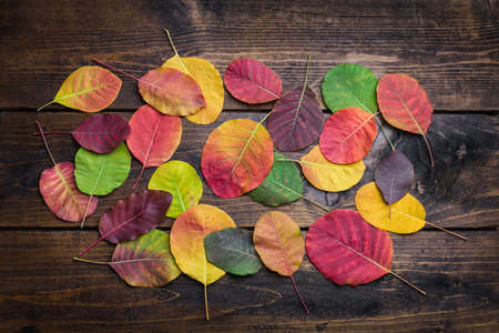 Selection of beautiful and colorful autunm leaves