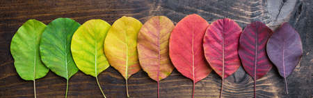 Selection of beautiful and colorful autunm leavesの写真素材