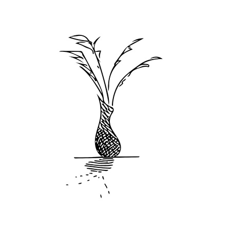 Vase with plantの写真素材