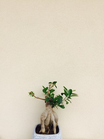 Bonsai - Pesaro - Italyの写真素材