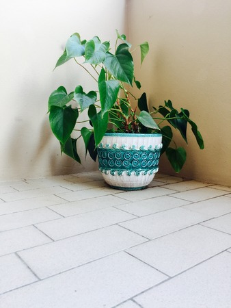 A plant in the balcony - Pesaro - Italyの写真素材