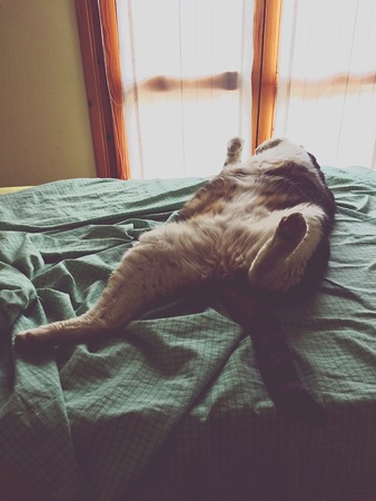 A cat sleeping on the bed (Pesaro, Italy)の写真素材