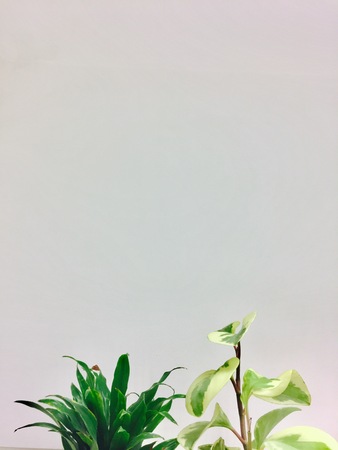 Green plants - Background - Texture (Pesaro, Italy)の写真素材