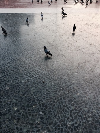 Pigeons in town (Barcelona, ??Spain)の写真素材