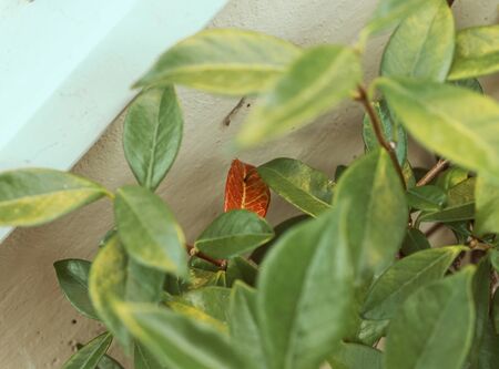 Autumn is coming - The first jasmine red leaf (Pesaro, Italy)の写真素材