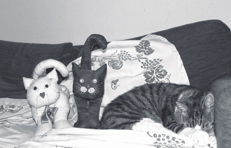 A cat on the couch near two fabric cats (Pesaro, Italy)の写真素材