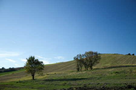 Trees in the fields (Montecchio, Italy)の写真素材
