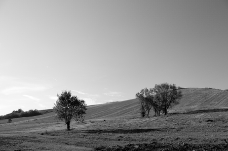 Trees in the fields (Montecchio, Italy)の写真素材