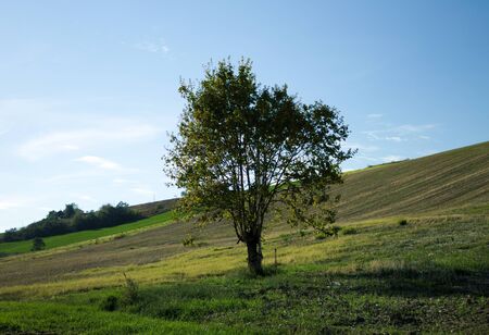 Isolated tree in the fields (Montecchio, Italy)の写真素材