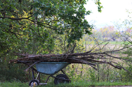 Wood on a wheelbarrow (Pesaro, Italy)の写真素材