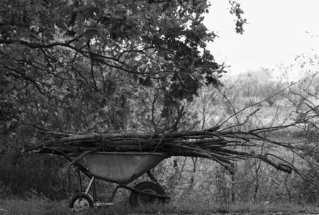Wood on a wheelbarrow (Pesaro, Italy)の写真素材