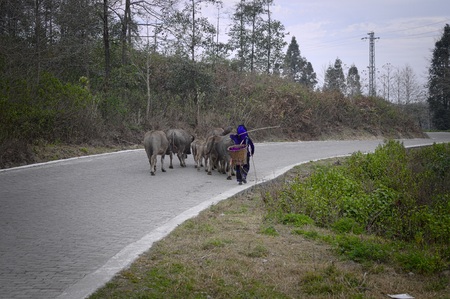 A woman is walking on the road with cattle (Yuanyang, Yunnan, China)の写真素材