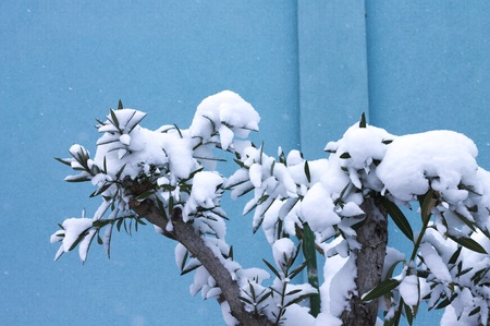Snowy plant with a blue backgroundの写真素材