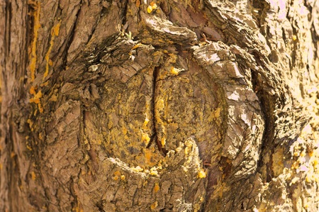 Resin in the wood of a tree (Pesaro, Italy)