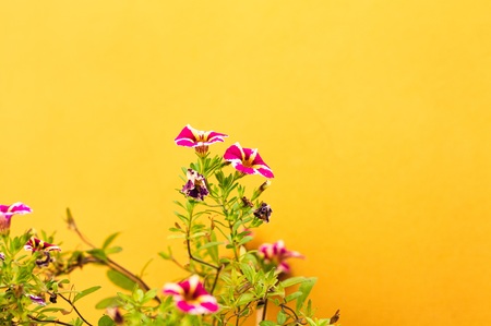 Violet petunia flowers and a yellow wall background (Marche, Italy, Europe)の写真素材