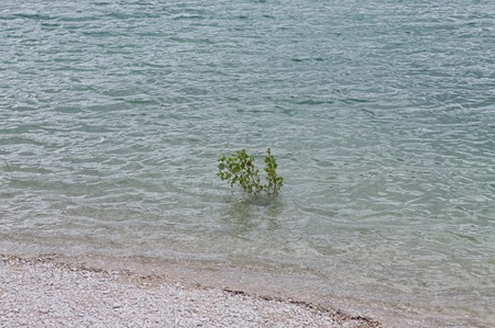 Isolated green plant growing in the lake water (Marche, Italy, Europe)の写真素材