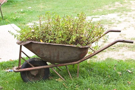 Isolated wheelbarrow with plants and flowers inside (Marche, Italy, Europe)