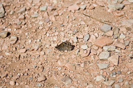 Isolated brown butterfly on the ground (Marche, Italy, Europe)の写真素材