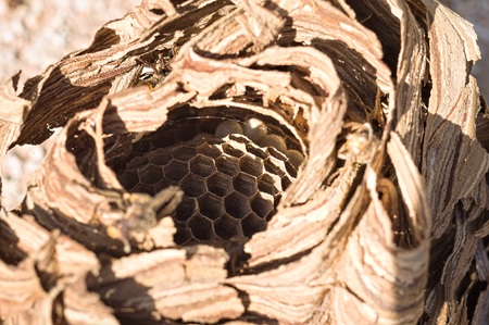 Hornets beehive - Nest of wasps (Marche, Italy, Europe)の写真素材