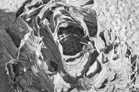 Hornets beehive - Nest of wasps (Marche, Italy, Europe)の写真素材