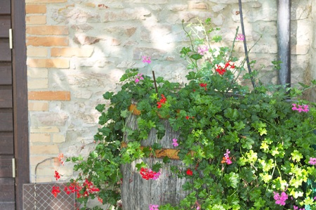 Bougainvillea plant and flowers in the barrel (Marche, Italy, Euope)の写真素材