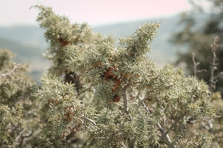 Red berries on the plant (Marche, Italy, Europe)の写真素材
