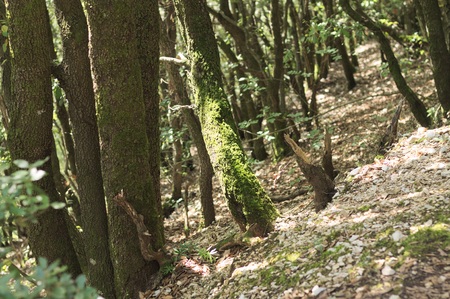 Moss on trees in the wood (Marche, Europe, Italy)の写真素材