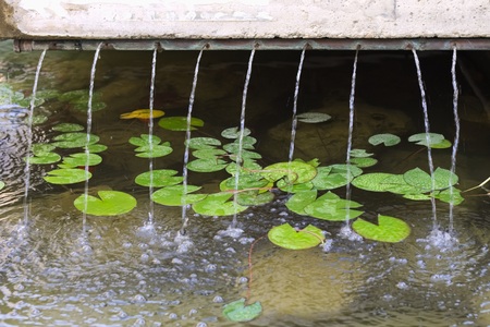 Nymphaea pond under a fountain (Marche, Italy)