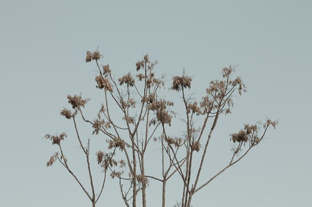 Isolated tree in winter - Braches minimal view (Pesaro, Italy)の写真素材