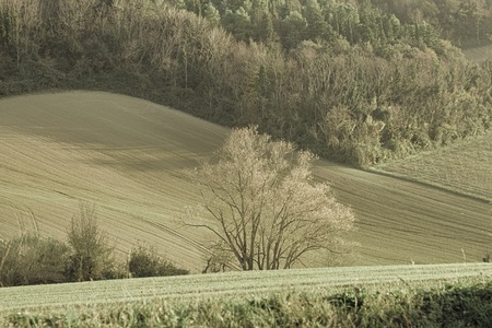 Isolated tree in the italian countryside (Pesaro, Italy, Europe)