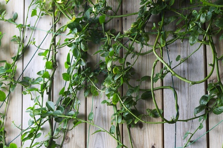Wooden background with a green climbing plant (Male, Maldives)
