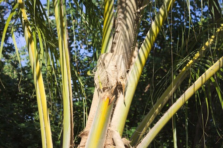 Detail of a palm tree (Ari Atoll, Maldives)の写真素材
