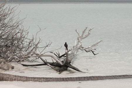 Isolated Black Crown on a Trunk in Desert Island (Ari Atoll, Maldives)の写真素材