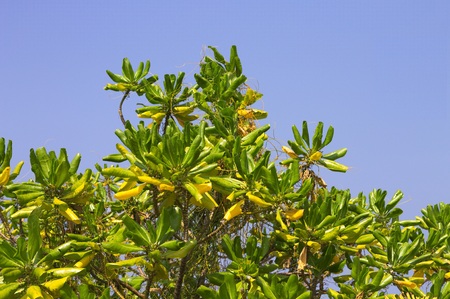 Maldivian plant with green and yellow leaves (Ari Atoll, Maldives)の写真素材