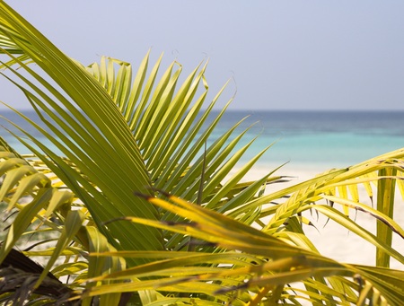 Isolated young palm on a desert island (Ari Atoll, Maldives)の写真素材