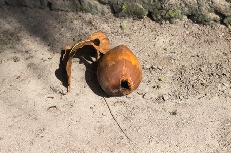 Isolated coconut on the ground (Ari Atoll, Maldives)